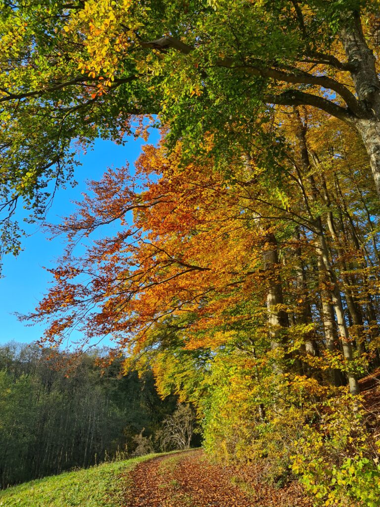 Bäume mit ihrem bunten Herbstlaub